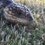 Profile Picture of George Freinkenstein (@george_frankenstein2019) on Instagram