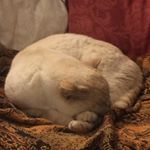 Profile Picture of Edward Gilbert (@_e___dward_) on Instagram