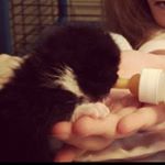 Profile Picture of Lisa Hagell (@rottnrotty) on Instagram