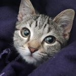 Profile Picture of Nuno Cattencourt (@misjoekitty) on Instagram