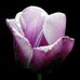 Profile Picture of Mona Malakzadeh (@mona.malakzadeh.10) on Facebook