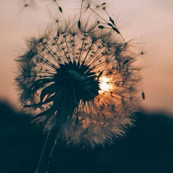 Profile Picture of Nora Andreassen (@noranaomi) on Poshmark