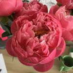 Profile Picture of Kannee Kannee Kannee (@iluvpinkstrawberrys) on Instagram