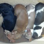 Profile Picture of Stephanie Roberts (@dachshundsrus4) on Instagram