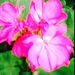Profile Picture of Samantha Perreault (@srperreault2020) on Pinterest