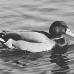 Profile Picture of Alexander Gannouni (@algannouni) on Instagram