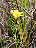 Profile Picture of Angadenia berteroion Wikipedia