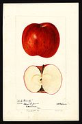 Profile Picture of Beauty of Kent (apple)on Wikipedia
