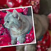 Profile Picture of Athena Ho (@athenaho6489) on Youtube