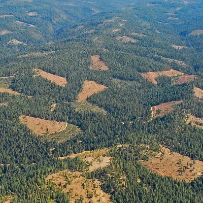 Profile Picture of Susan Robinson (@realforests) on Twitter