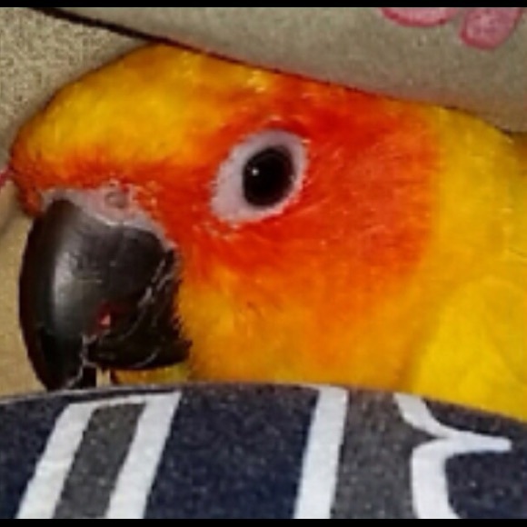 Profile Picture of Sebastian Alzate (@sebas2104) on Poshmark