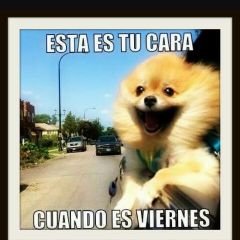 Profile Picture of Jose Fulco (@FulcoJose) on Twitter