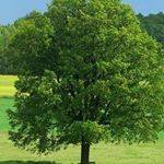 Profile Picture of luis batista (@luisbatista279) on Instagram