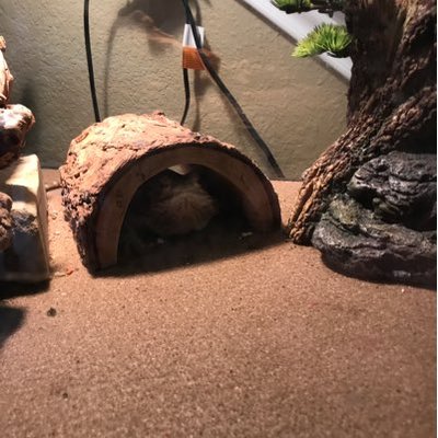 Profile Picture of Bob Marlington (@JacobVarnado) on Twitter