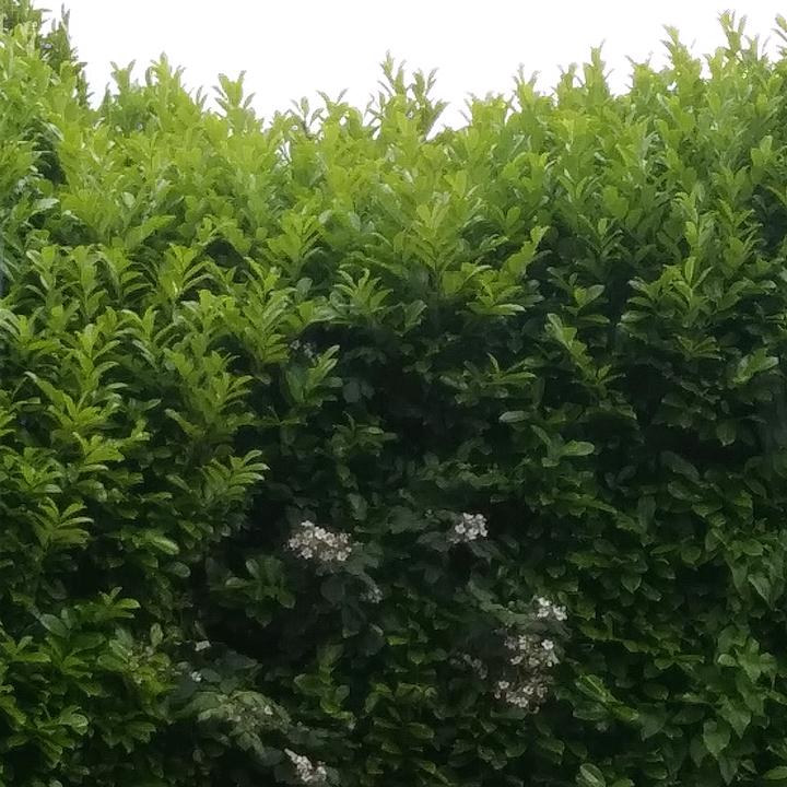 Profile Picture of Sheldon King (@rose_vines217) on Tiktok