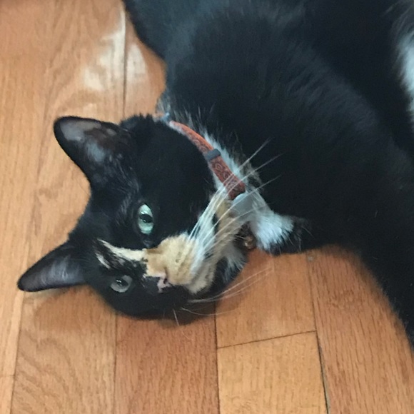 Profile Picture of Tia Widdowson (@victoria171) on Poshmark