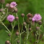 Profile Picture of Chad W Hecathorn (@chadw.hecathorn) on Facebook