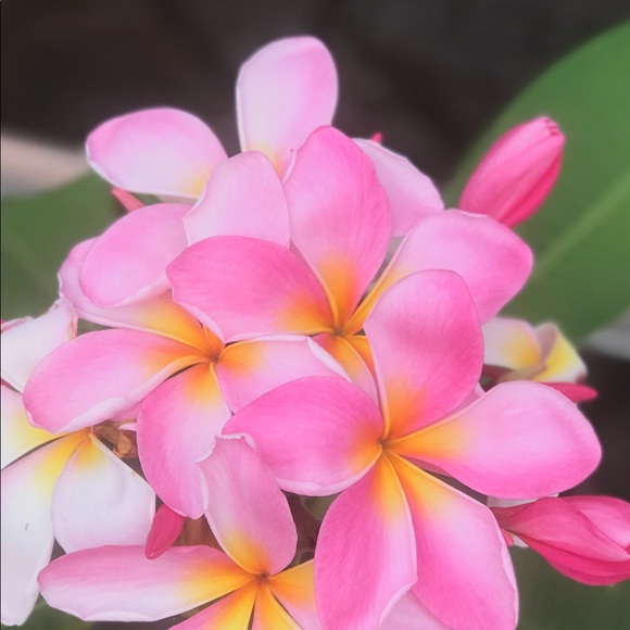 Profile Picture of Joellen Scott (@joellenscott) on Poshmark