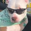 Profile Picture of Joe Grosshandler (@@lacey_the_pitty_84) on Tiktok