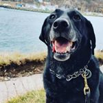 Profile Picture of Steve Lane (@nfslane) on Instagram