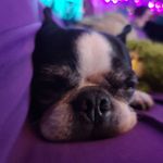 Profile Picture of Amber Tiffin (@elvi_the_boston_terrier) on Instagram