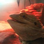 Profile Picture of Jacob Spam (@jacob_oldenburg) on Instagram