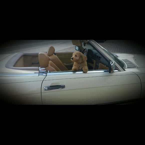 Profile Picture of Darelynn Prejean (@stellaprejean) on Poshmark