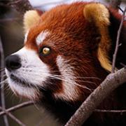 Profile Picture of A. Caroline Mullins (@BansheePanda) on Twitter