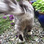 Profile Picture of Dennis Danielsen (@danielsendennis) on Instagram