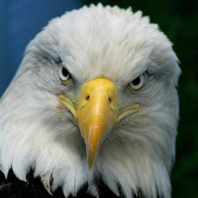 Profile Picture of Jared Blessing (@Hook_Em21) on Twitter