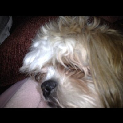 Profile Picture of Chad Rust (@rust_chad) on Twitter