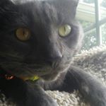 Profile Picture of becca simpkins (@dora_and_tommy) on Instagram