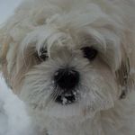 Profile Picture of Sherry Brashear (@ozzysmomma123) on Instagram