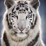 Profile Picture of JOEY LUZOLO (@joey.luzolo) on Instagram