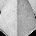 Profile Picture of Lisa Torch (@torchlisa) on Instagram