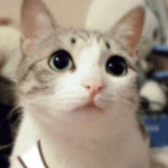 Profile Picture of Charles Chou (@90Charleschou) on Twitter