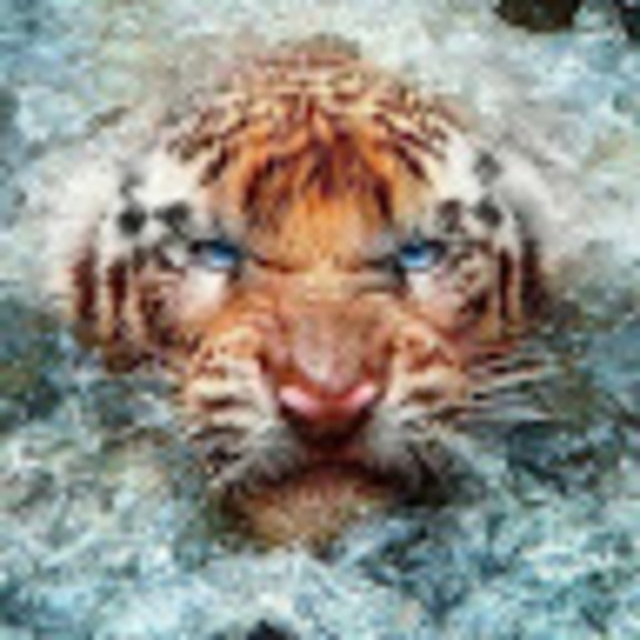 Profile Picture of Albert Murphy (@kyfann) on Poshmark