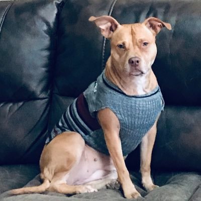 Profile Picture of Nick Leonardi (@EffectFurry) on Twitter