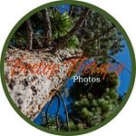 Profile Picture of Jeremiah Joseph (@treetoptherapist) on Flickr