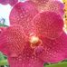 Profile Picture of Chitra Fernando (@Chitra-Fernando) on Facebook