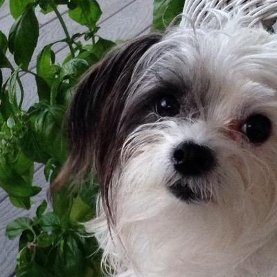 Profile Picture of Traci Bailey (@Chicosmaw) on Twitter