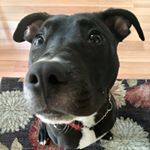 Profile Picture of Reggie Bergen (@reggietherescuedog) on Instagram