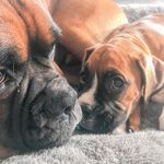 Profile Picture of Watson & Darcie 🧡 (@watto.darcie) on Instagram