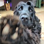 Profile Picture of They Call Me The Hoover (@floydy__and_nigel) on Instagram