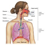 Profile Picture of Raven McCloud (@respiratorysys_15) on Instagram