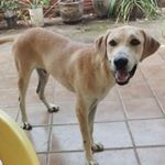 Benjamin Bartolomeu Bottentuit - Instagram Profile Picture of Benjamin Bartolomeu Bottentuit (@barto.benjaminbottentuit) on Instagram