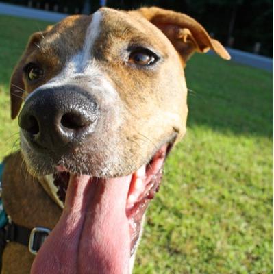 Profile Picture of Jeff Harrod (@JeffinRaleighNC) on Twitter