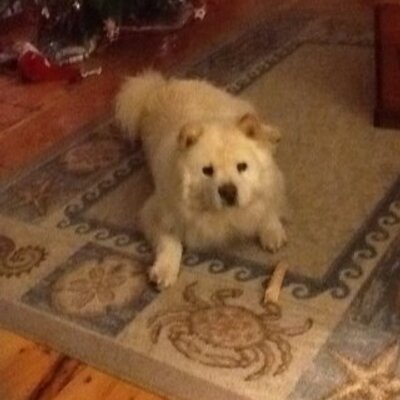 Profile Picture of Jennifer Peterson (@renos4donations) on Twitter