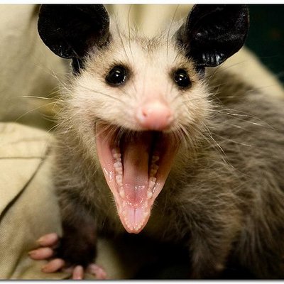 Profile Picture of Brian Fitzsimons (@bfitzkowski) on Twitter