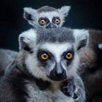 Profile Picture of Michael Fino (@anthony.fino.336) on Facebook